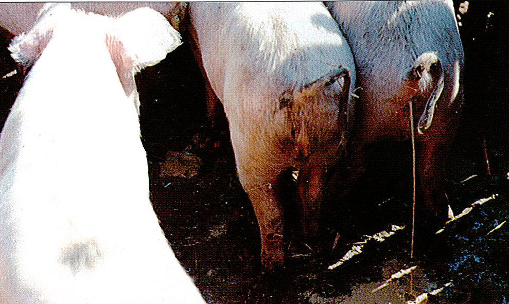 猪传染性胃肠炎病症状图片与彩色图谱-猪传染性胃肠炎水样腹呈喷射状，腹泻症状图片