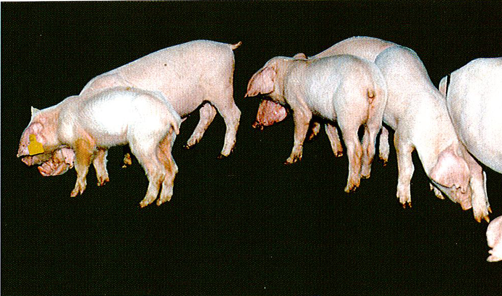 猪传染性胃肠炎病症状图片与彩色图谱-猪传染性胃肠炎痊愈仔猪生长发育不良症状解剖图片