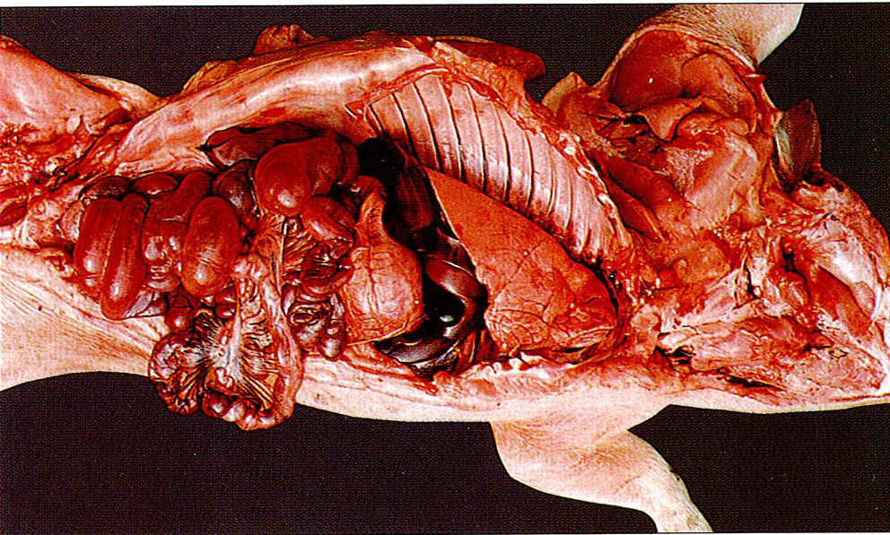 猪传染性胃肠炎症状图片与彩色图谱-猪传染性胃肠炎大小肠弥漫性充血，肠管扩张症状解剖图片