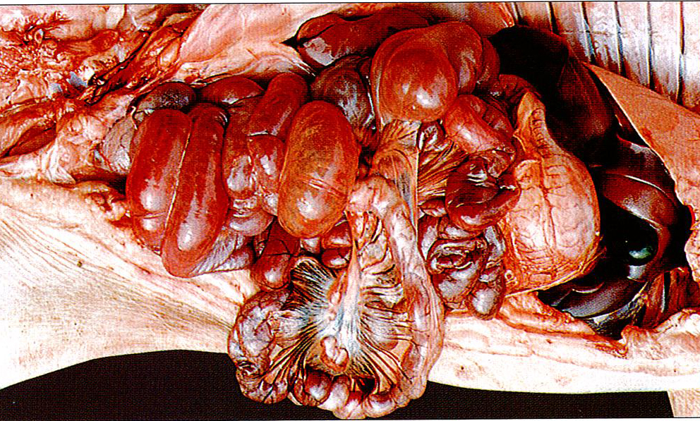 猪传染性胃肠炎病症状图片与彩色图谱-猪传染性肠胃炎病肠壁迟，变薄有透明感，绒毛消失症状解剖图片