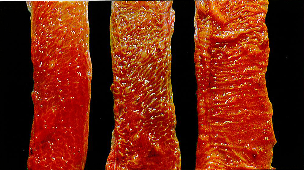 猪传染性胃肠炎病症状图片与彩色图谱-猪传染性胃肠炎小肠绒毛变短，大面积消失症状解剖图片