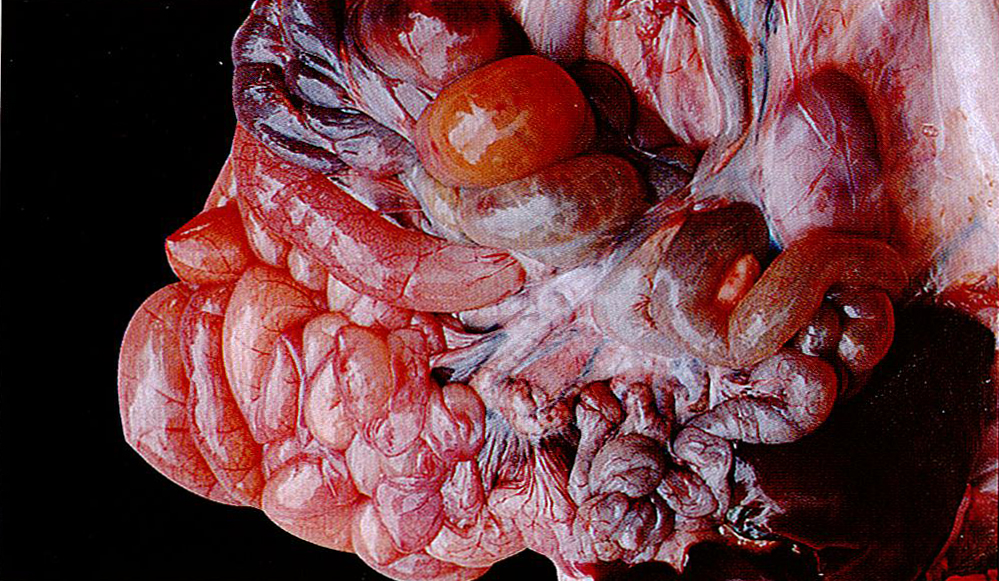 猪传染性胃肠炎病症状图片与彩色图谱-猪传染性肠胃炎病小肠系膜淋巴结肿大症状解剖图片