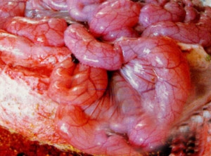 猪流猪流行性腹泻病症状图片与猪流行性腹泻病彩色图谱-肠管膨胀扩张