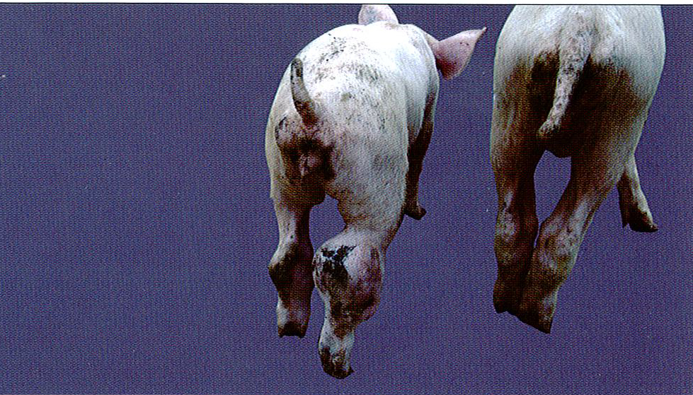 猪链球菌病症状图片与猪链球菌病诊治彩色图谱-关节炎型猪链球菌病病猪后肢关节肿大症状图片